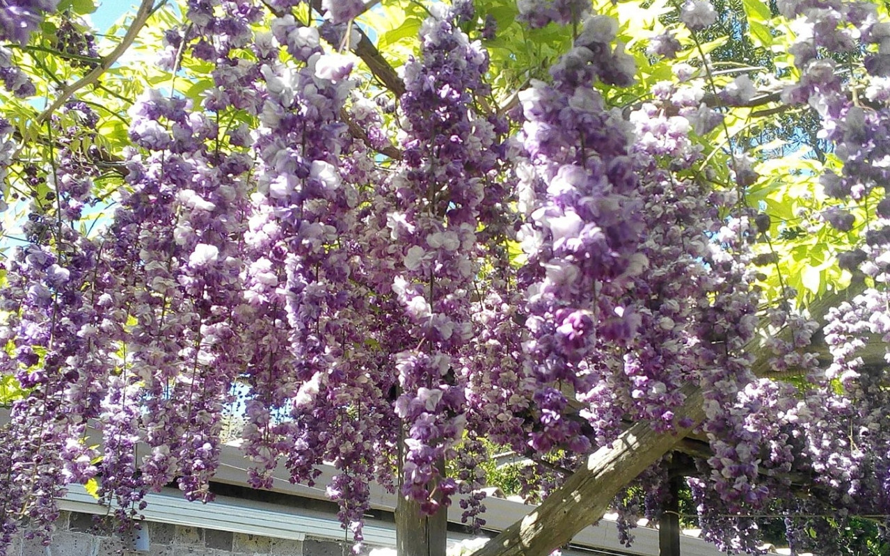 Hotel Bristol Sorrento
